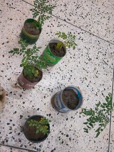 Curry Tree Or Meethi Neem Small Sapling