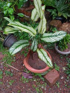 Calathea Ornata &#39;Pinstripe&#39; Plant
