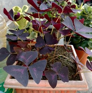 Purple Oxalis And Crown Of Thorns