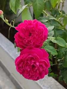 Rose Stems Available 🥀🥀