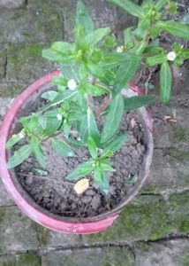 White Bhringraj plant Without pot