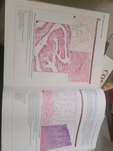 Inderbir Singh Human Histology Textbook