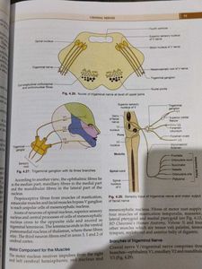 Human Anatomy Vol 4
