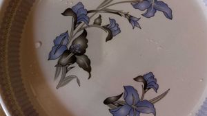 Combo Of 5 Plates