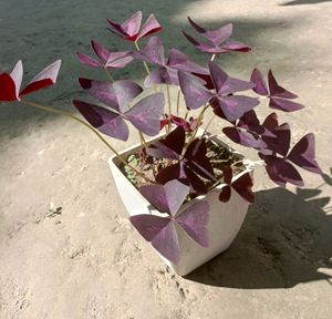 Purple Oxalis Triangularis