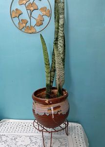 Snake Plant without pot