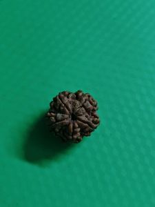 5 Mukhi Original Nepali Rudraksha+FREE Photo