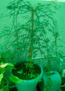 Veli Gulab Live Plant