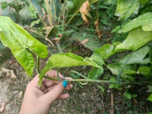 Money Plant