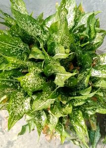 Aglaonema Snow White