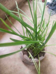 Combo 1 Alovera Nd 2 Blub Rajnigandha Plant