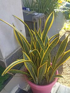 Snake Plant - Easy Care Houseplant