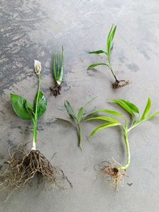 Combo 5 Live Plants