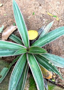 Tri Colour Oyster Plant