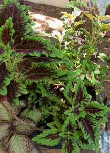 Natural Plants For Sale .