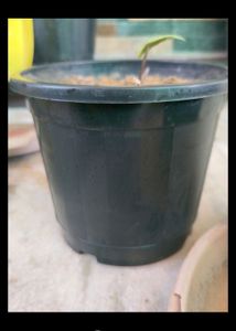 Plastic Pot 5.5 Inch