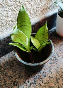 Snake Plant Moonshine