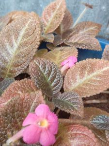 Episcia Plant
