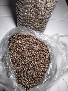 Raw Castor seeds