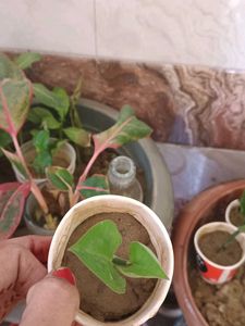 नागदोन  Nagdon Medicine Plant