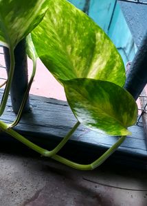 Lucky Money Plant Pothos For Home Decor