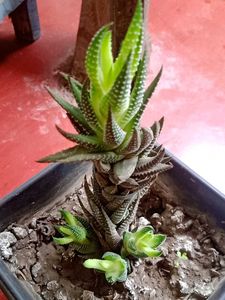 Cobra Lily/Both for Indoor and Outdoor Plant
