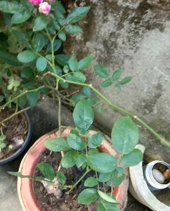 Miniature Rose Plant Cuttings