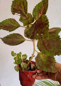 Set 3 Heart' Purple 💜 &amp; Pandanus&amp; Colous Plant