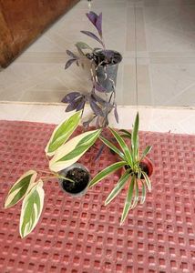 Set 4 Pandanus Veitchii&amp; Never.&amp;Purple Heart &amp;ming