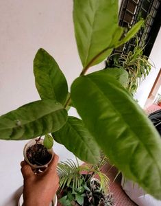 3 Set  Bear &amp; money &amp; Ming Aralia Plants🪴