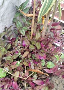 Wandering Jew Plant