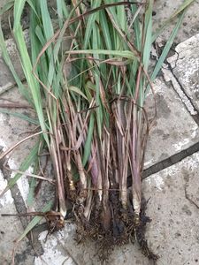 Lemon Grass Tea Plant