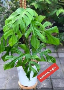 Mostera Pertusa Cutting With Strong Airial Roots