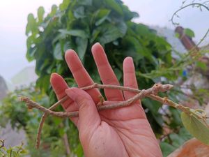 Thippatheega/ Giloy Ayurvedic Live Plant/Cuttings