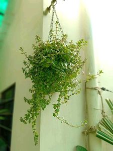 Tangled Heart Plant