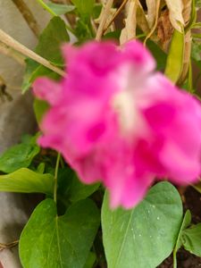 Seeds Of Morning Glory Flower
