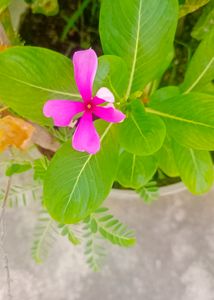 Sadabahar Plant ,/Catharanthus roseus