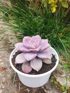 Purple Delight