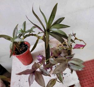Set 2 Zabronics & Moses In The Cradle Plants