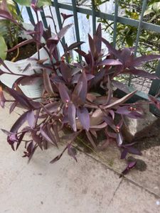 Purple Heart Plant