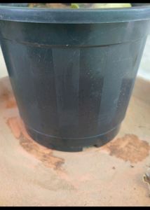 Plastic Pot 5.5 Inch