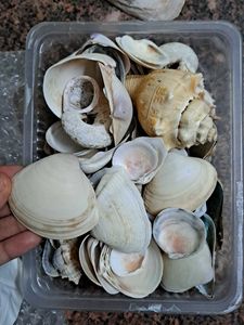 Seashell Collection