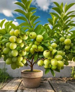 Guava Plant Pack Of 1