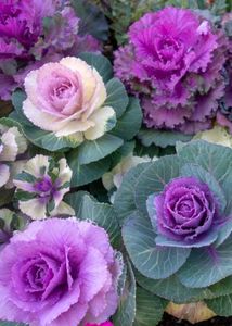 Vibrant FLOWER Seeds