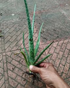 Live Aloe Vera Plant