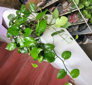 Set2 Plants Evergreen Money&amp; dieffenbachia seguln