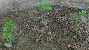 Curry Plants