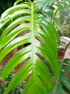 Monstera Variety Money Plant