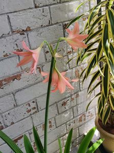 🌾 Pink Lily Bulb (Pack of 2)