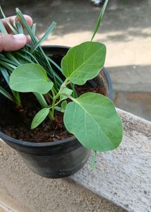 Brinjal/egg plant